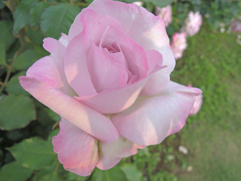 ライラック　ビューティ4379