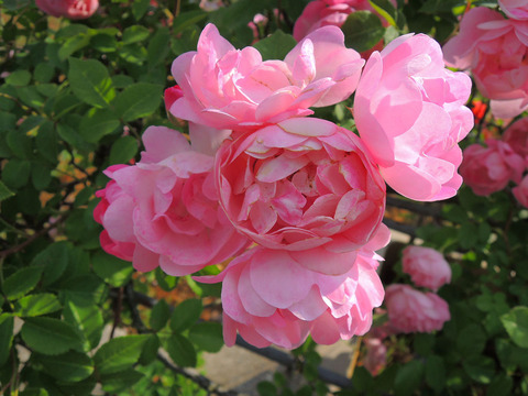 ローブリッター1783