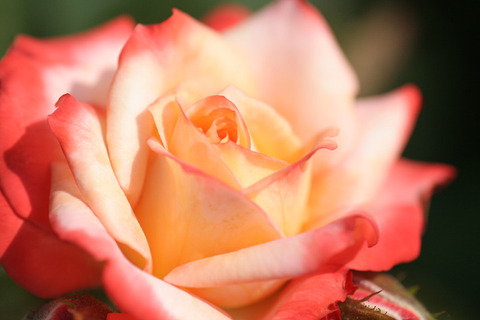 こちょう　胡蝶