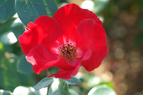 かざぐるまsDSCF0321