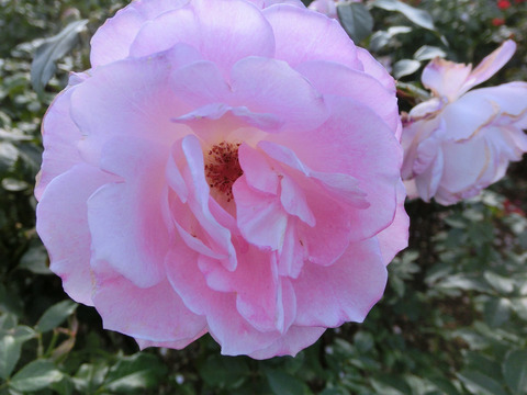 ストロベリー　ダイキリsCIMG8242