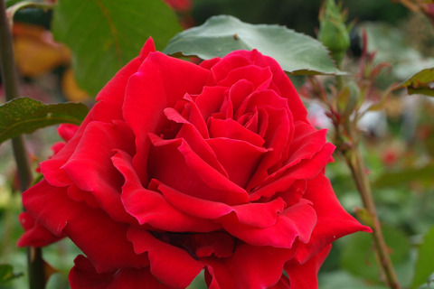 かんぱい　乾杯　（かんぱい）sDSCF2281