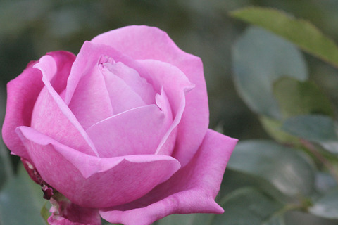 ブルー　パフュームsIMG_6004