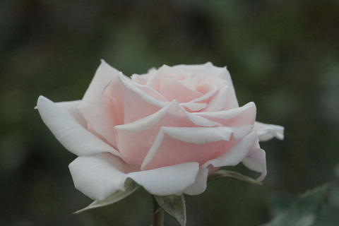 マジョリカsIMG_5703