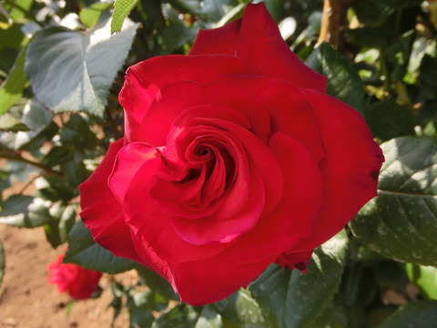 こうさい　光彩sCIMG3974