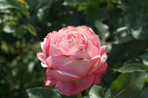 ロマンティック　アンティークsDSCF1234