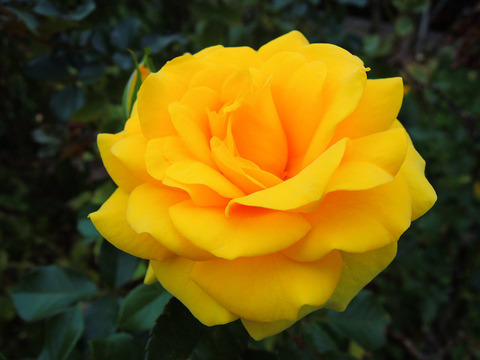 ゴールデン　フラッシュsDSCN9636