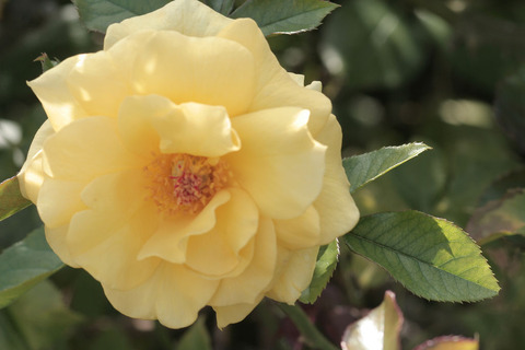 サン　フレーアsIMG_4833