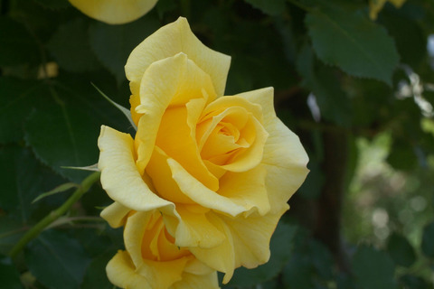 ゴールド　バニーsDSCF0928