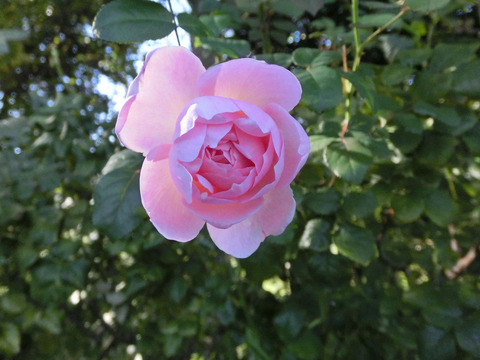 セプタード　アイルsCIMG8291