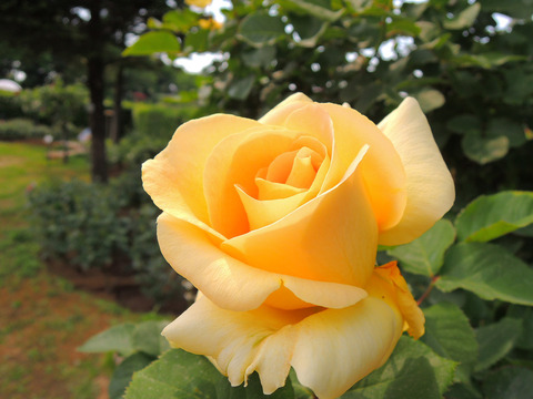 ハニー　ブーケsDSCN3794