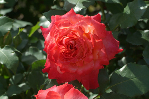 フリュイテsDSCF1192