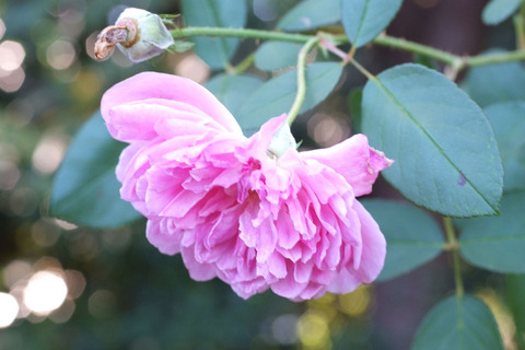 ハー　ロウ　カーsDSCF9204