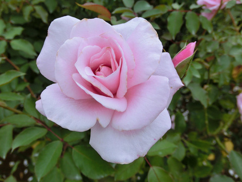 さくらがい　桜貝　（さくらがい）sCIMG7386