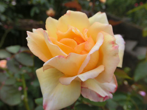 フィリップ　ノワレsCIMG4988