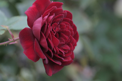 くろちょう　黒蝶sIMG_7650