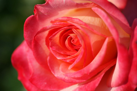 さいうん　彩曇