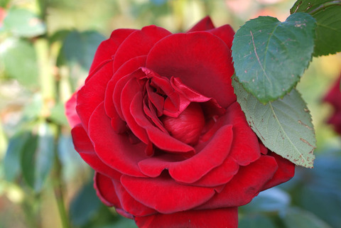 シュワルツ　マドンナsDSCF0880