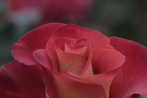 レオニダスsIMG_8069