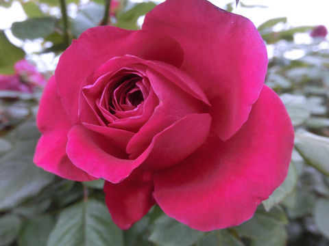 ルージュ　ロワイヤルsCIMG6949