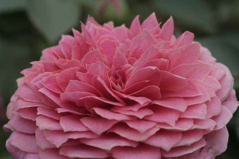 ロマンティック　アンティークsIMG_7106