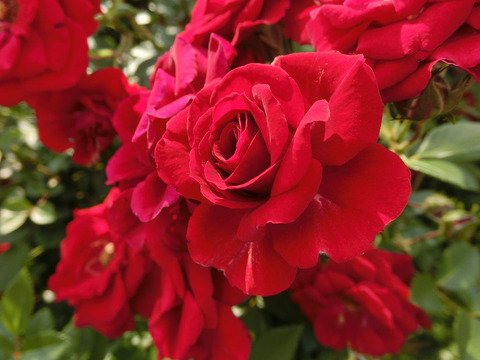 ジョージベスト1654