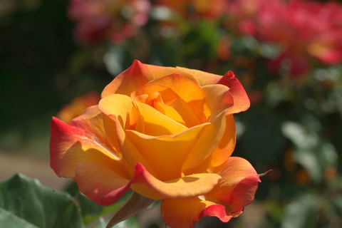 リオ　サンバsDSCF1376