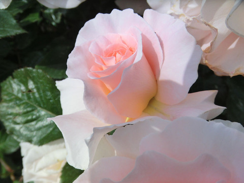 スプリング　コサージュ0517