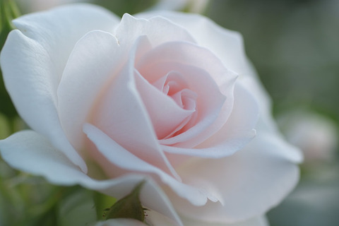 アスピリン　ローズ (3)