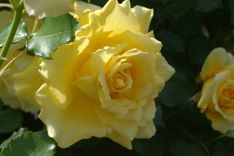 ゴールド　バニーsDSCF0919