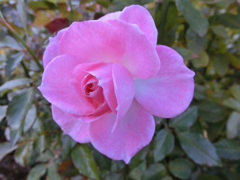 ストロベリー　ダイキリsCIMG5973