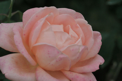 ゆめ　夢　（ゆめ）sIMG_7728