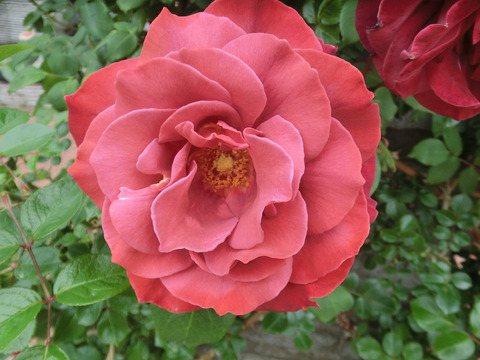 ブラック　ティーsCIMG5552