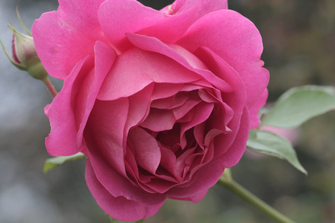 マーガレット　マクレディ6517