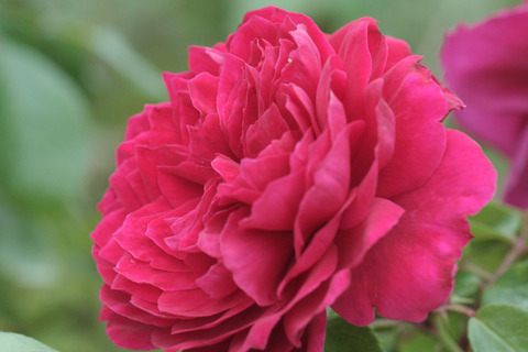 レッド　レオナルド　ダ　ビンチsIMG_6276