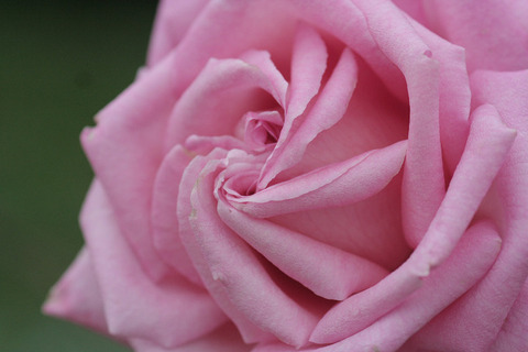 ウエディング　ベルズ6310