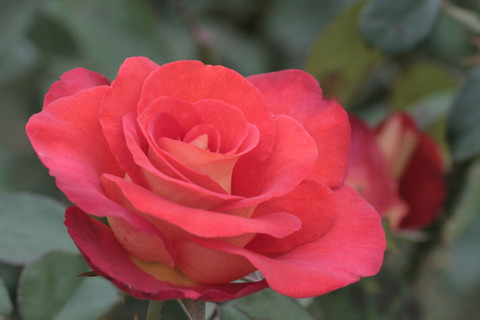 レオニダスsIMG_7566