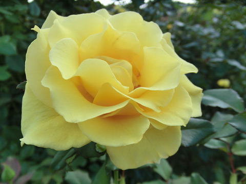 グレイス　ランド5100