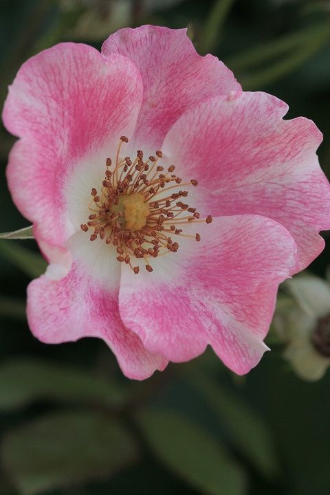 ピンク　メイディランド