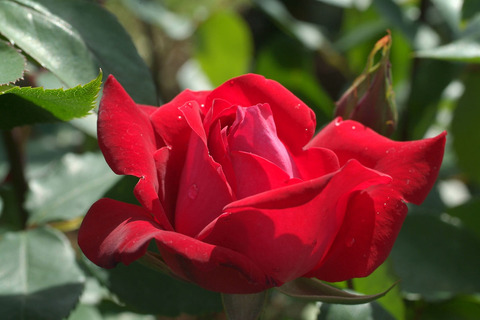 うたげ　宴　（うたげ）sDSCF1243