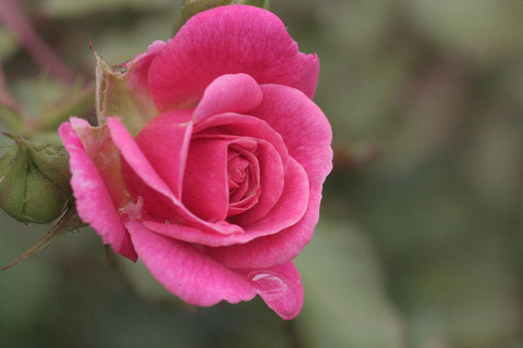 スウィート　ドリフトsIMG_4176