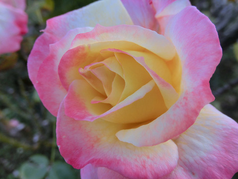 フレンチ　パフュームsCIMG8267