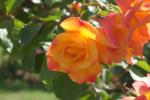 リオ　サンバsDSCF1383