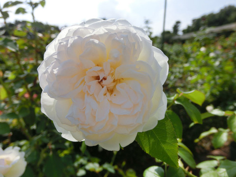 ボレロsCIMG6346