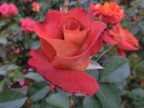 レオニダスsCIMG7494