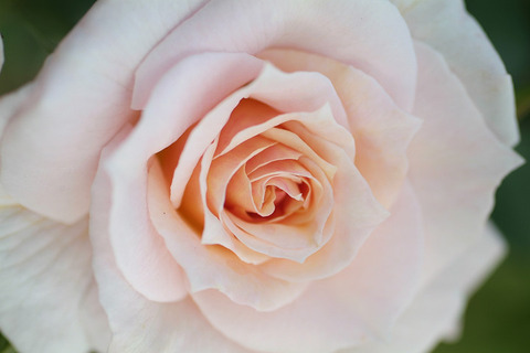 うきぐも　浮雲