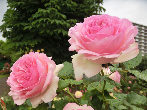 ピエール　ド　ロンサールsCIMG6390