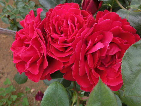 ロートケプヘンsCIMG5591