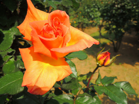 らくえん　楽園sDSCN4060