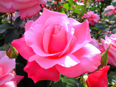 ももか　桃香sDSCN5431